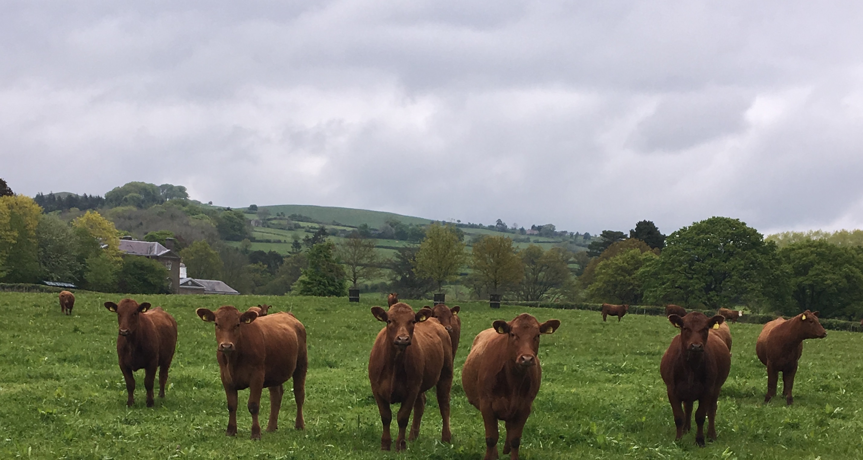 a herd of cows in a field